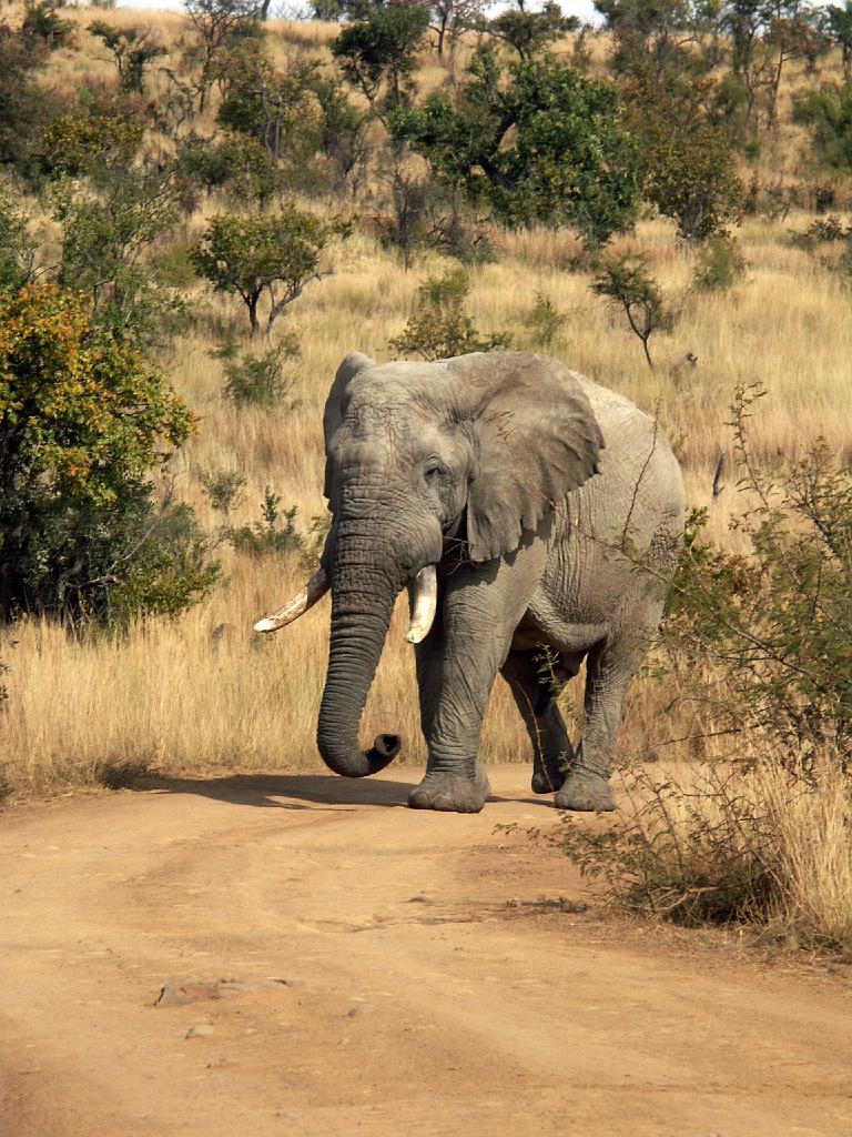 090516_Pilanesberg 155.jpg